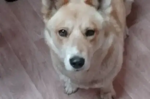 Собаки потеряшки, Нежинка, фото: Потеряшка собака, Школьная ул., Нежинка