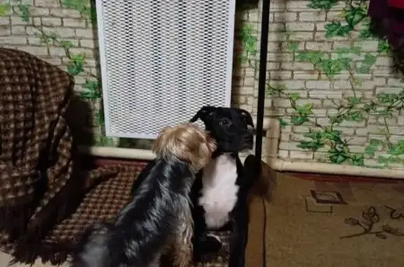 Найдена собака, Ростов-на-Дону, фото: Собака найдена: Портовая ул, 69, Ростов-на-Дону