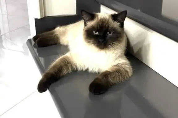 Пропал кот Барсик, Советская ул., Борисоглебск - photo