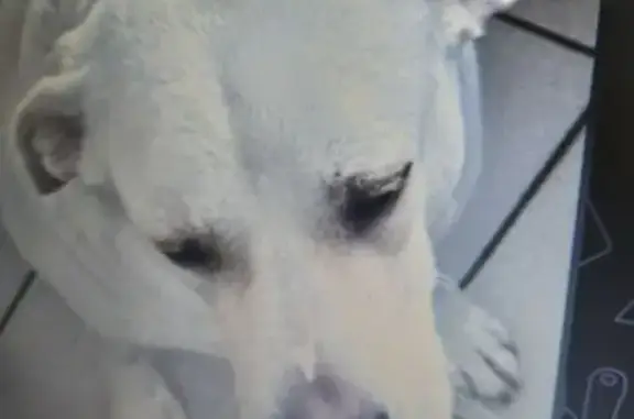 Пропала собака, ул. Гоголя, 136, Краснодар - photo