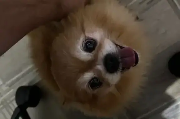 Найдена собака, Ульяновск, фото: Шпиц найден во дворе на Якурнова, 28