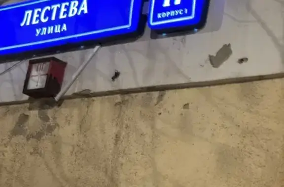 Найдена кошка, Москва, фото: Кошка найдена: ул. Лестева, 17 к1, Москва