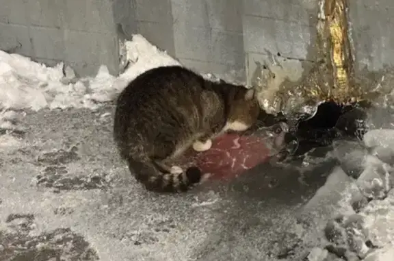 Найдена кошка, Москва, фото: Кошка найдена: ул. Лестева, 17 к1, Москва