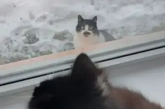 Найдена кошка, Майкоп, фото: Кошка найдена: Майкоп, Адыгея