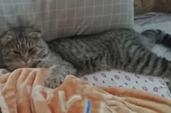 Кошки потеряшки, Майский, фото: Потеряшка кошка, ул. Энгельса, Майский