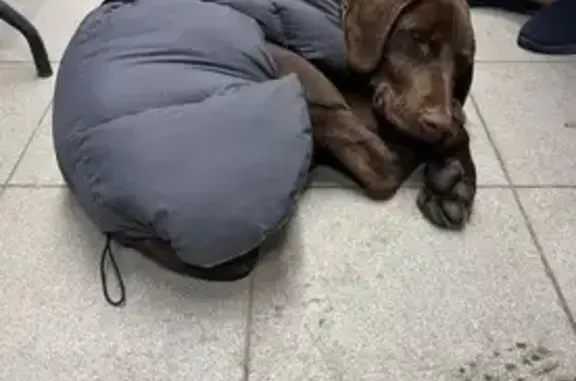 Найдена собака, Ростов-на-Дону, фото: Найдена собака, ул. Шеболдаева 95/1