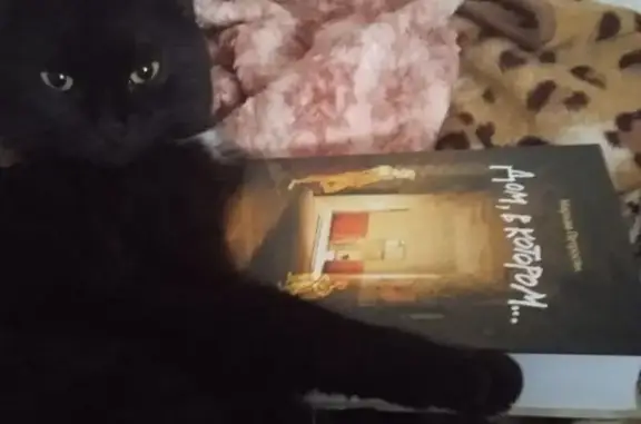 Пропала кошка, ул. Кирова 71, Тумботино - photo