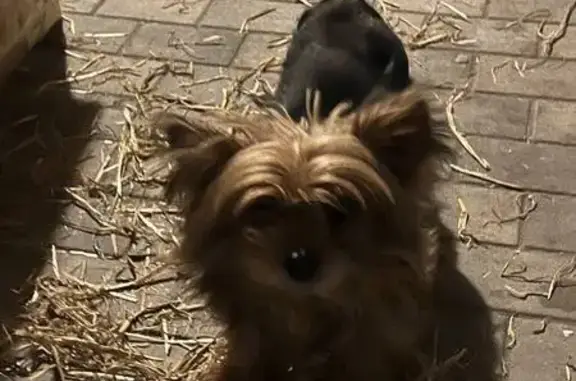 Найдена собака, Вёшки, фото: Кошка найдена в Вёшках, МО