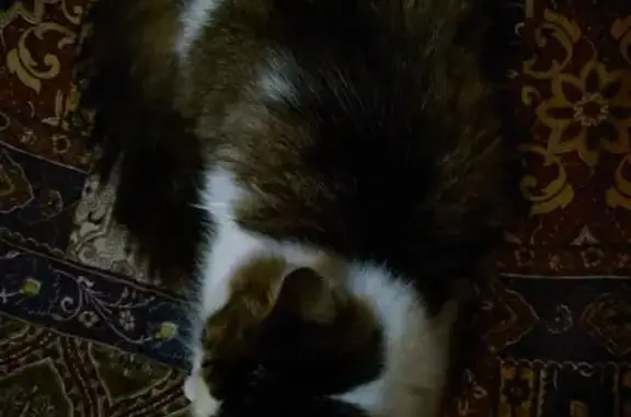 Найдена кошка, Йошкар-Ола, фото: Найдена кошка, ул. Дружбы, 89А, Йошкар-Ола