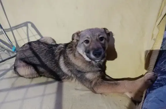 Найдена собака, Пермь, фото: Найдена собака у Магнита, Вольская 36