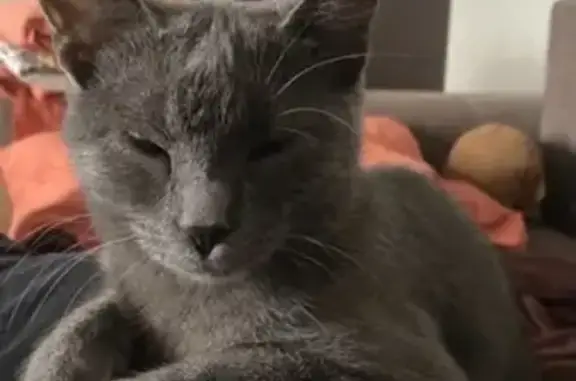 Пропала кошка, ул. Победителей 46/3 - photo