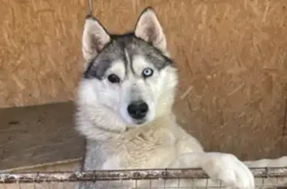 Пропала собака, Бузулук - photo