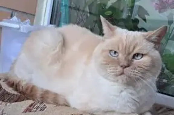 Пропала кошка, Привокзальная 20Б, Токсово - photo