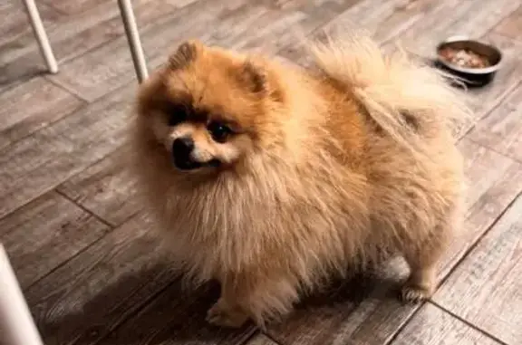 Найдена собака, Долгопрудный, фото: Шпиц найден на бульваре Нобиле, Долгопрудный