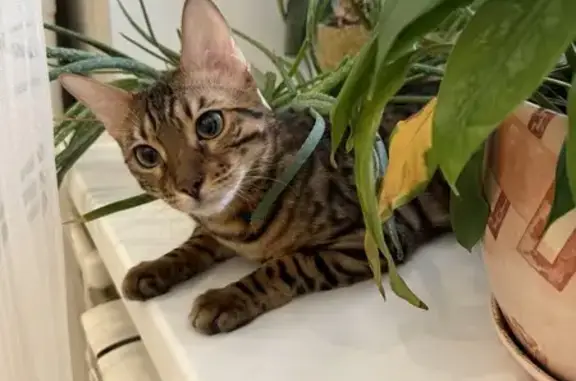 Объявления о пропавших и найденных животных, Вологда, фото: Найдена кошка на ул. Гагарина, Вологда