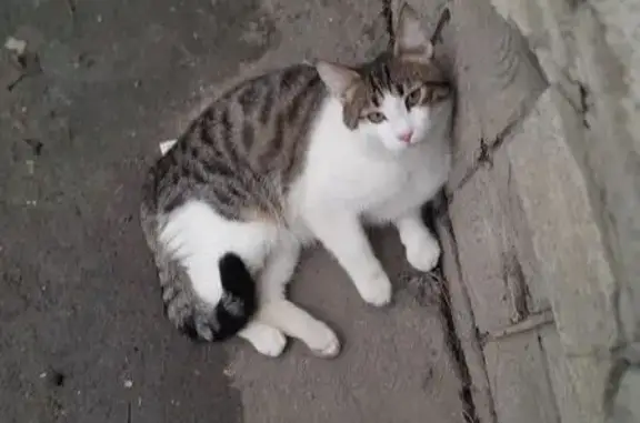 Найдена кошка, Волгоград, фото: Кошка найдена: ул. Германа Титова, 56