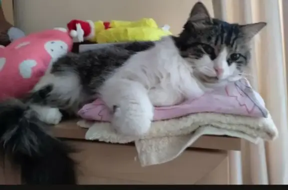 Кошки потеряшки, Туапсе, фото: Потеряшка кошка, Виноградная ул., Туапсе