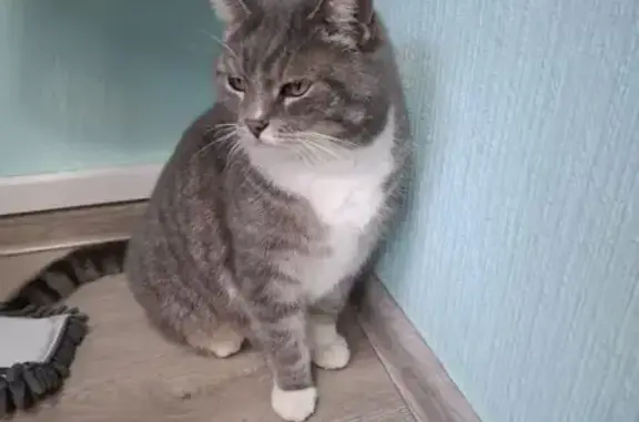 Найдена кошка, Калуга, фото: Найдена кошка: ул. Карла Либкнехта, 29, Калуга