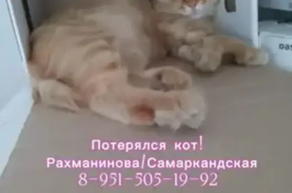 Пропал рыжий кот, Самаркандская ул., Ростов-на-Дону - photo