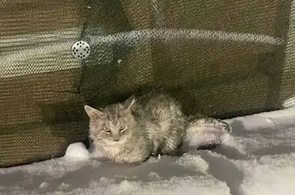 Найдена кошка, Киров, фото: Кошки Мейн-Кун на Спасской, 67, Киров