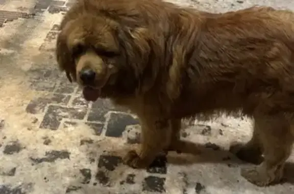 Найдена собака, Волгоград, фото: Собака найдена: ул. 51-й Гвард. див., 29