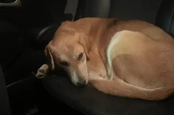 Найденные животные Самара, фото: Найдена собака, Самара, Самарская обл.