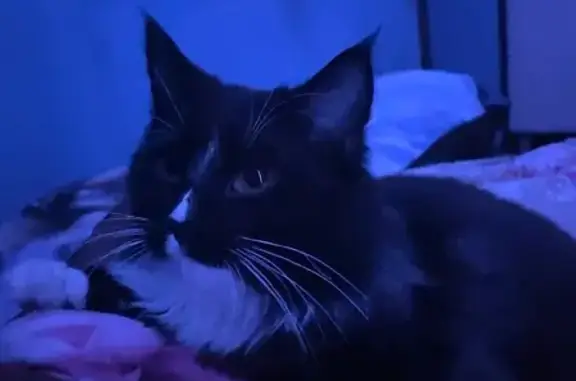 Пропал котенок, ул. Щорса, Калининград - photo