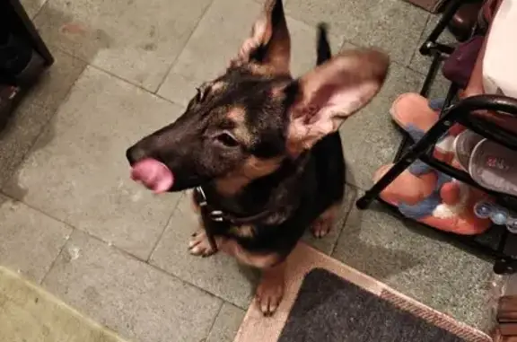 Найдена собака, Воронеж, фото: Щенок найден в Воронеже, Военный городок