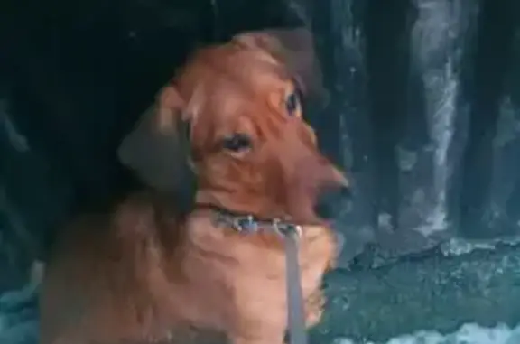 Найдена собака, Санкт-Петербург, фото: Собака найдена ул. Рихарда Зорге, СПб