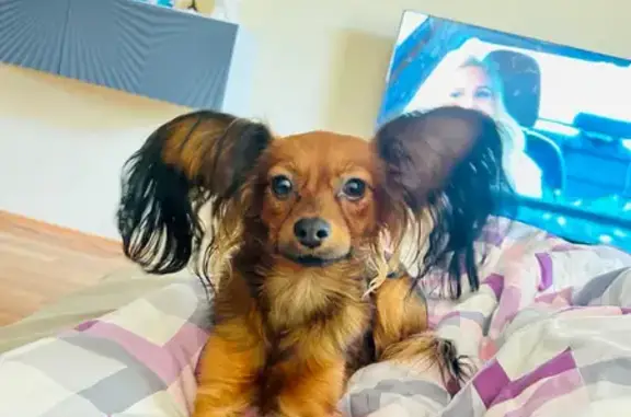 Пропала собака в Светогорске, Ленобласть - photo