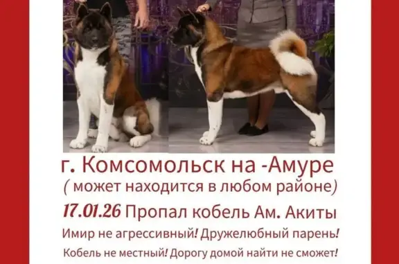 Пропала собака, Тракторный пер., 13А - photo