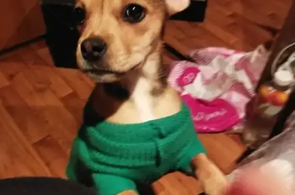 Найдена собака, Анапа, фото: Найдена собака, бульвар Евскина 5 к2