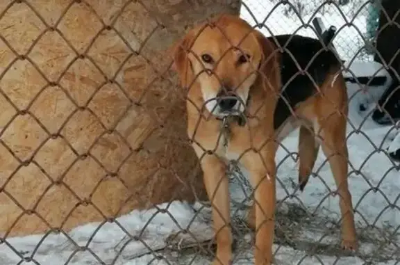 Пропала гончая, Левобережное, Ярославль - photo