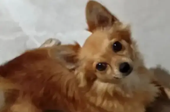 Пропала собака, Калининград - photo