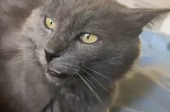 Пропал кот, Ферганская ул. 30, Пенза - photo