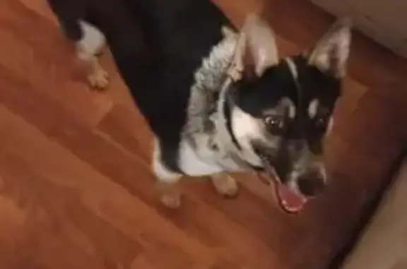 Найдена собака, Чебоксары, фото: Собака найдена: Марпосадское шоссе, 9