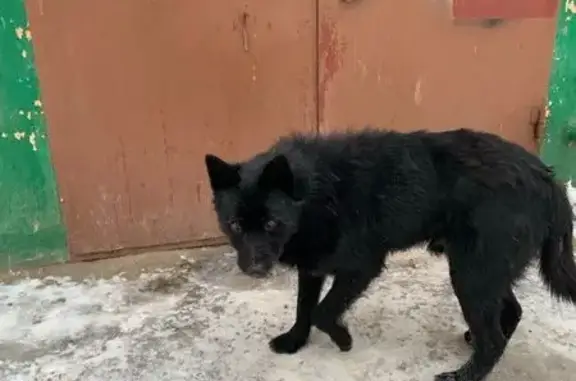 Найдена собака, Ярославль, фото: Собака найдена у дома 21, ул. Панина