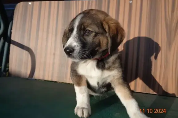 Пропала собака, ул. Грибоедова 58, Тула - photo