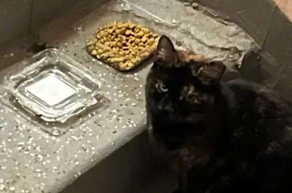 Найдена кошка, Санкт-Петербург, фото: Кошка найдена: пр. Просвещения, 24/2