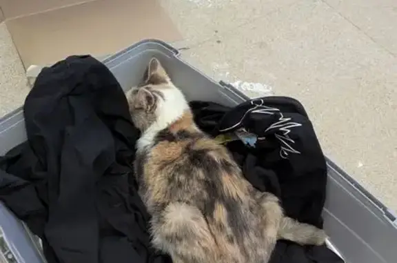 Найдена кошка, Нелидово, фото: Кошка найдена у поворота в Большое Никольское