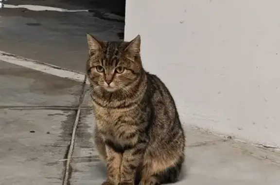 Объявления о пропавших и найденных животных, Ленинский, фото: Кошка найдена, Парковая ул., МО