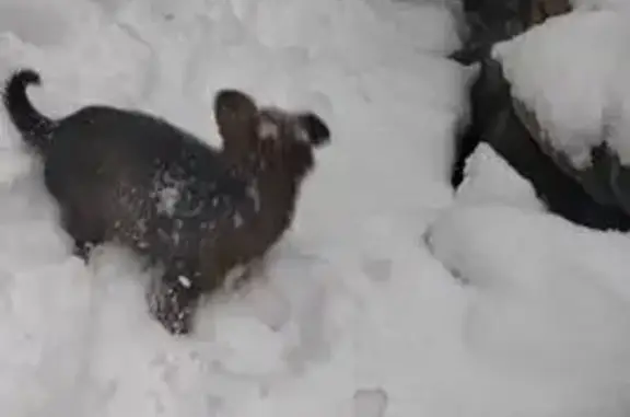 Пропала собака, Волна ст, 44, Туапсе - photo