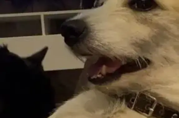 Пропала собака, Коммунальная 24, Каменск - photo