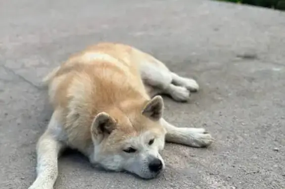 Пропала акита-ину, Ситовка, Липецк. - photo