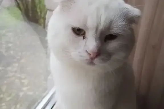 Пропала кошка, Советская ул., Пучеж - photo