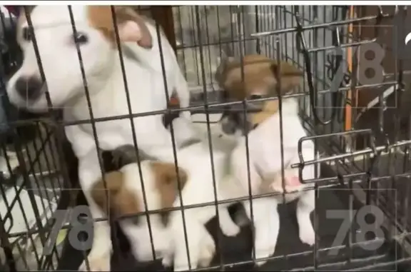 Собаки потеряшки, Санкт-Петербург, фото: Потеряшка собака у КАД, Санкт-Петербург