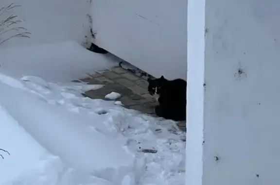 Найдена кошка, Тверь, фото: Кошка найдена: ул. Артюхиной, 32, Тверь