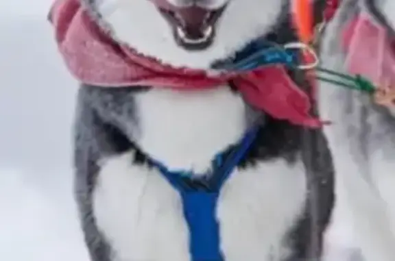 Собаки потеряшки, Кальтино, фото: Потеряшка собака, Солнечная ул. 2 к4, Кальтино