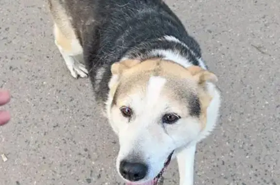 Найдена собака, Иваново, фото: Найдена собака, Соковский мост, Иваново