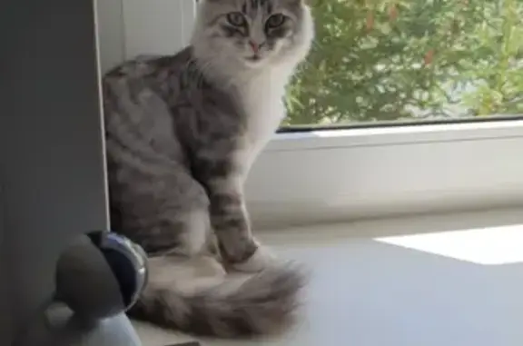 Пропала кошка, Садовая 17, Пригородный - photo